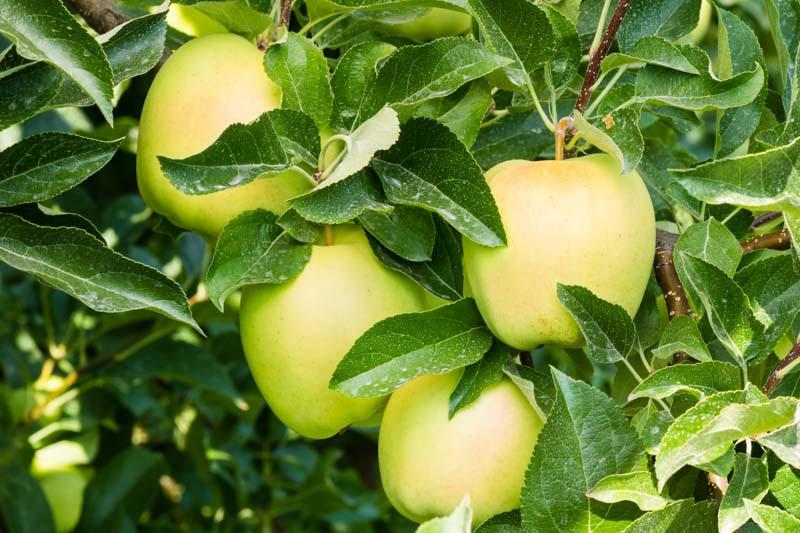 Malus Domestica Golden Delicious Semi Dwarf Apple Malus Domestica Golden Delicious Semi Dwarf Apple