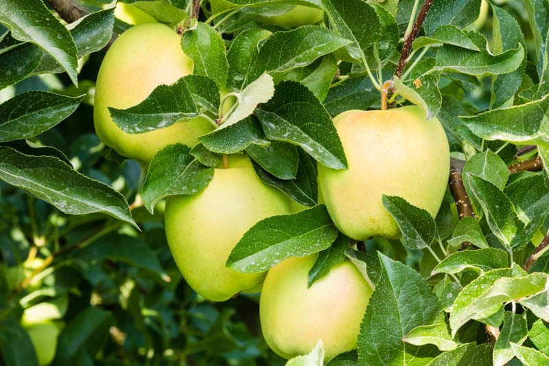 Malus domestica 'Golden Delicious' (SemiDwarf Apple)