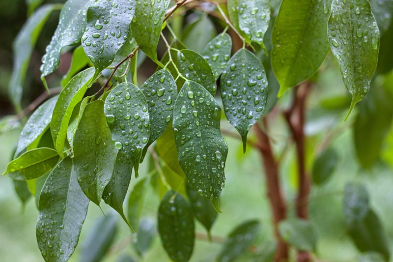 Ficus benjamina (Weeping Fig)