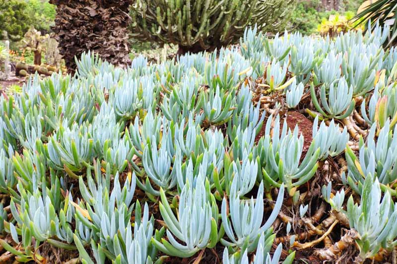 Image of Senecio mandraliscae (Blue Chalksticks) plant