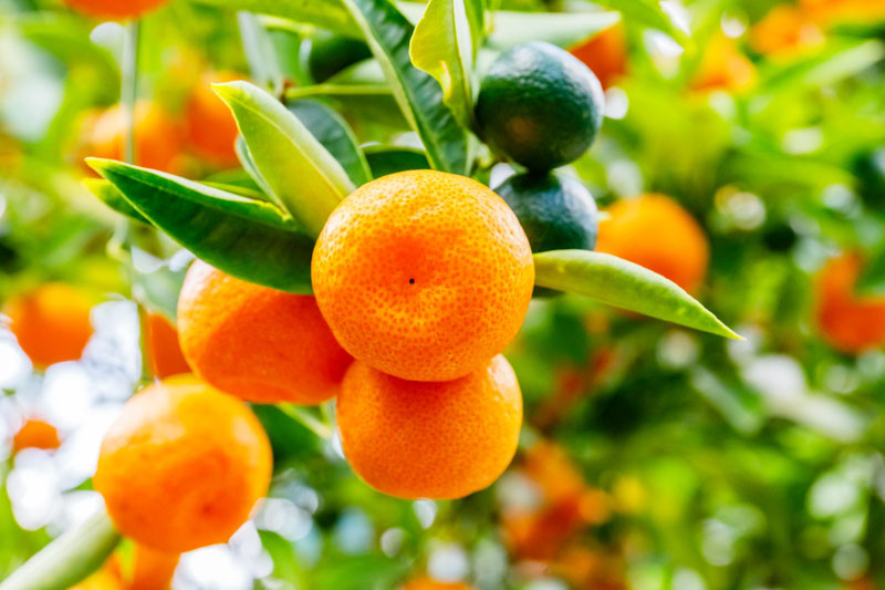 Citrus x microcarpa (Calamondin)