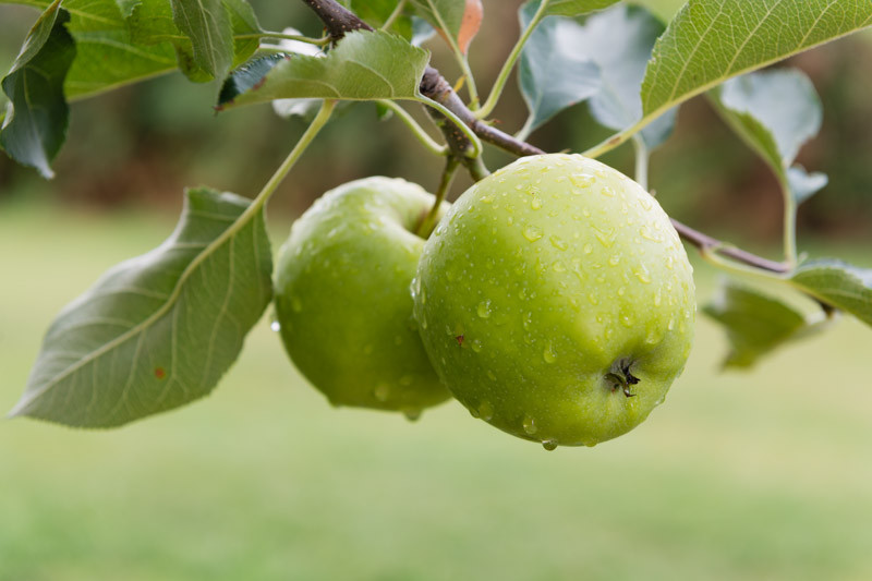 Malus domestica 'Granny Smith' (SemiDwarf Apple)