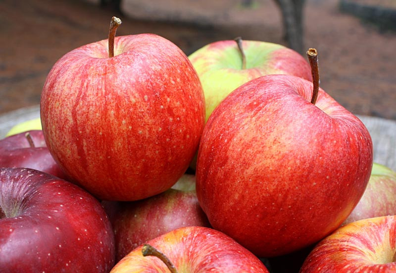 Malus domestica 'Cameo' (SemiDwarf Apple)
