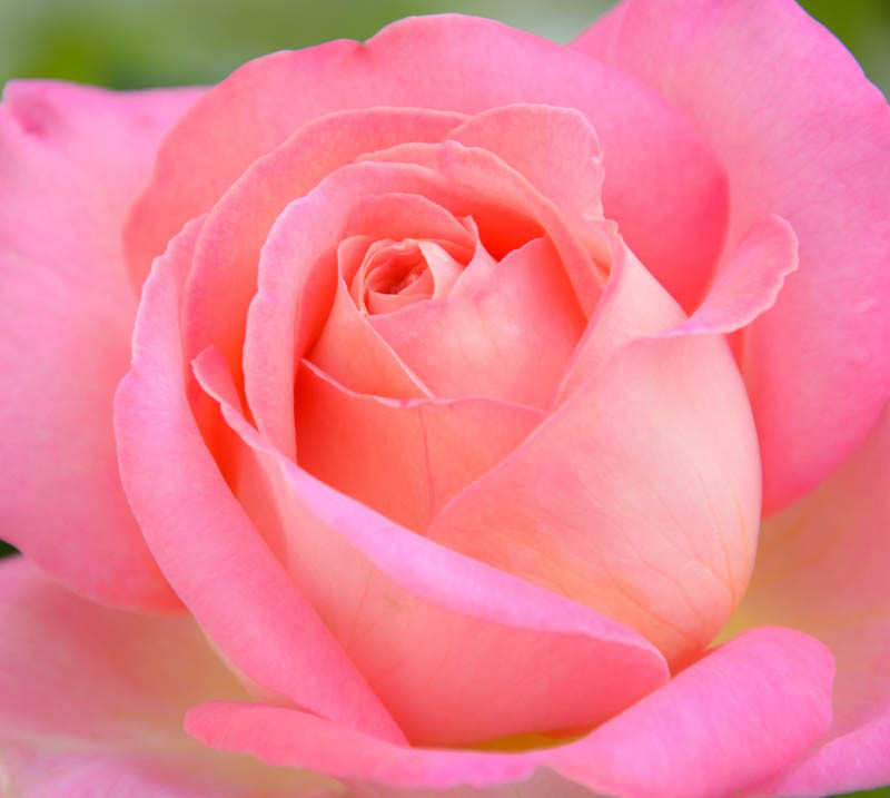 Rosa Chicago Peace (Hybrid Tea Rose)