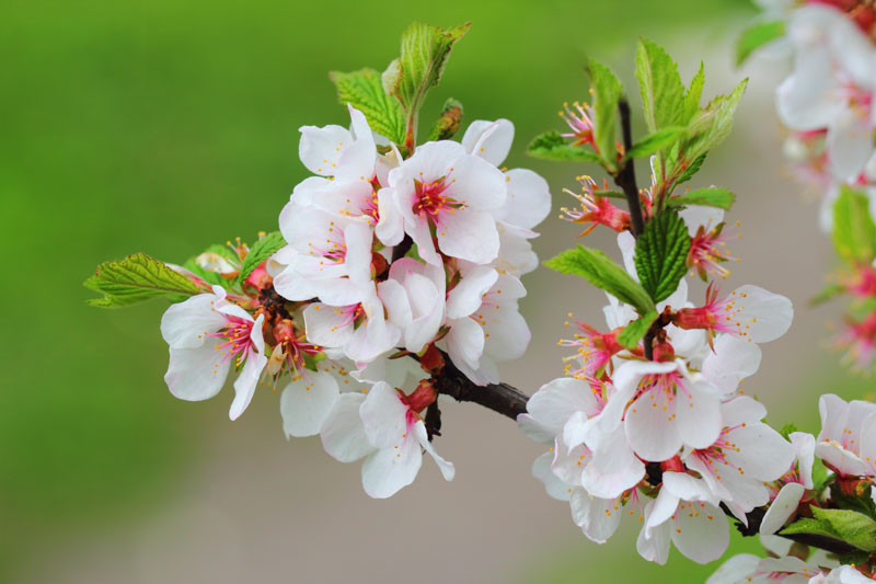 Prunus tomentosa (Nanking Cherry)