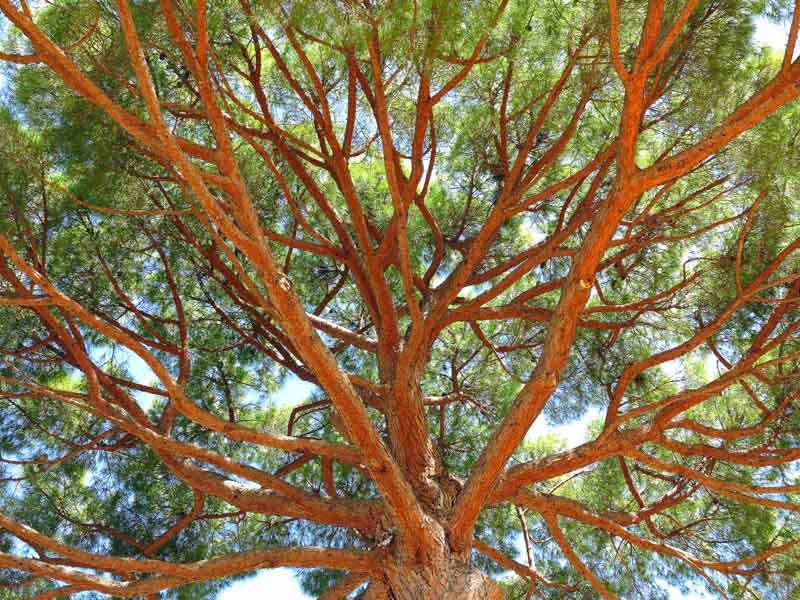 EVERGREEN CONIFER TREE or Umbrella Pine PINUS PINEA plant EDIBLE SEEDS