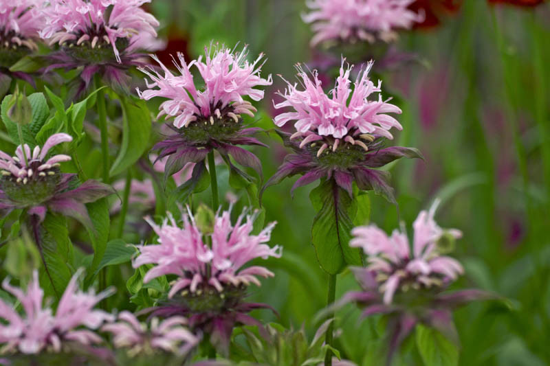 Monarda ‘Beauty of Cobham’ (Bee Balm)