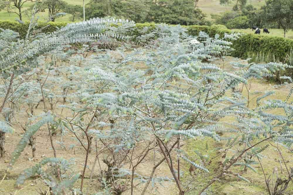 Eucalyptus Pulverulenta Baby Blue Florist Silver Dollar Eucalyptus Pulverulenta Baby Blue Florist Silver Dollar