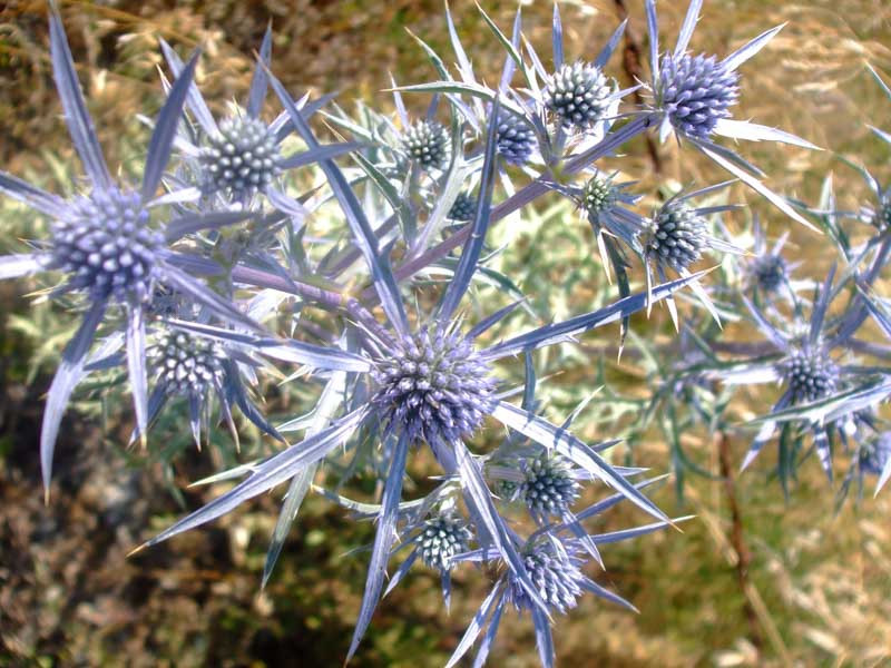 Eryngium bourgatii 'Picos Amethyst' (Mediterranean Sea Holly)