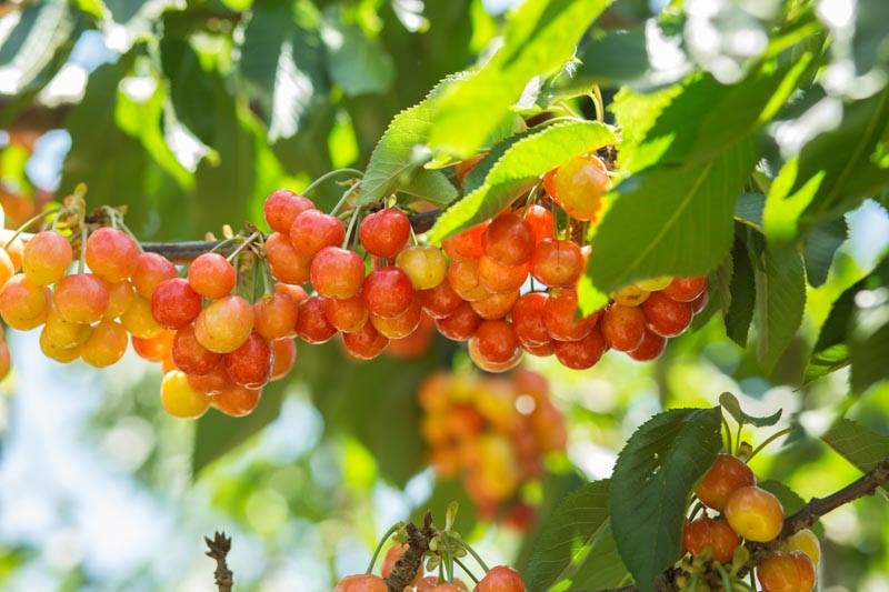 Prunus avium 'Rainier' (Sweet Cherry)