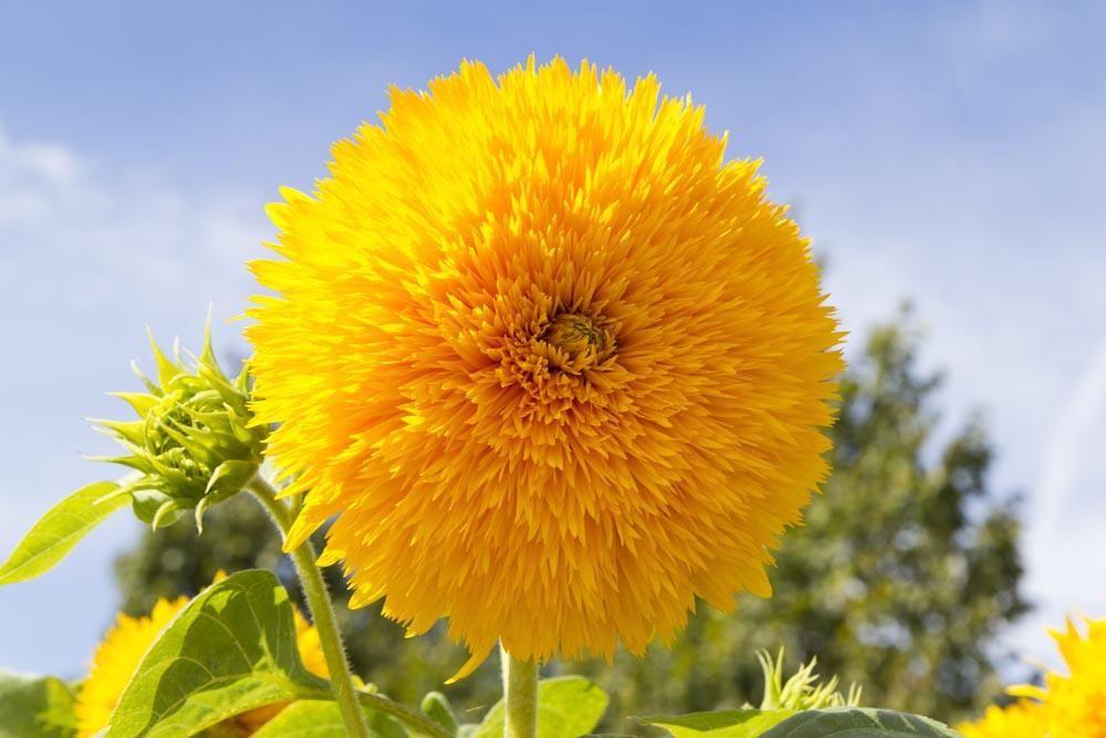 teddy bear sunflower perennial