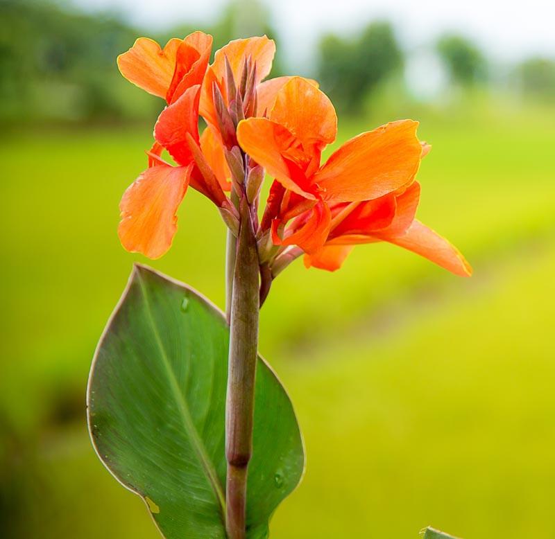 Canna 'Orange Beauty' (Canna Lily)