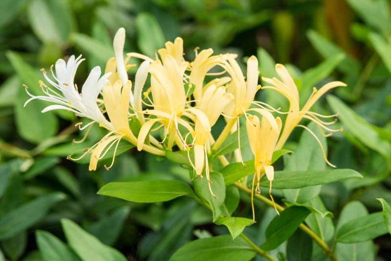Lonicera Jap Halliana