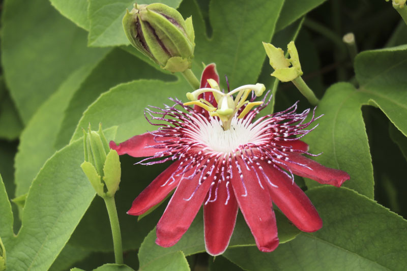 Passiflora 'Lady Margaret' (Passion Flower)