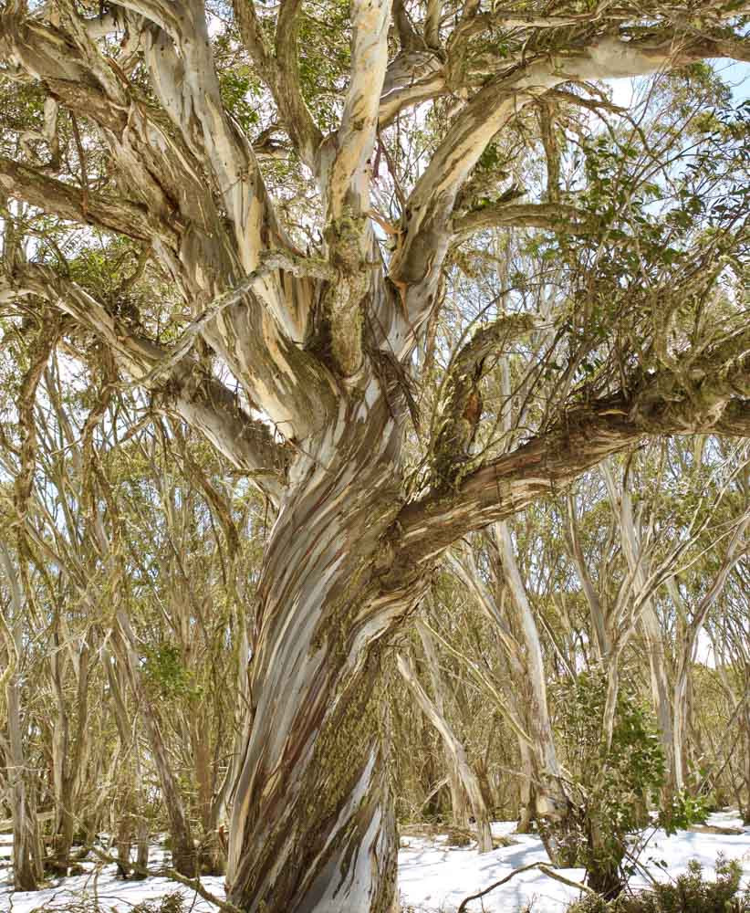 Eucalyptus pauciflora subsp. niphophila (Alpine Snow Gum)