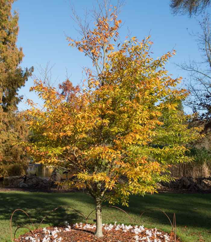 Fagus sylvatica var. heterophylla 'Aspleniifolia' (Fern-Leaved Beech)