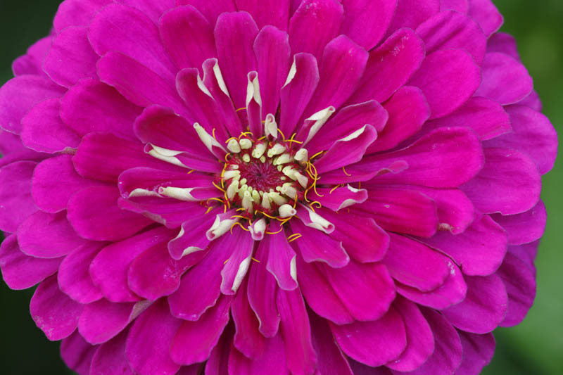 Zinnia 'Giant Violet Queen'