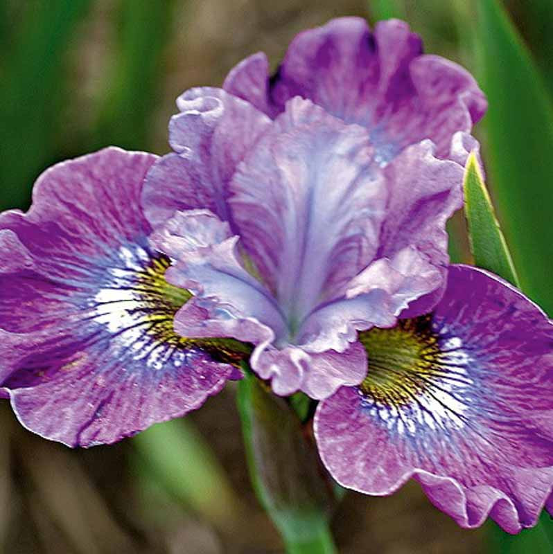 Iris sibirica 'Strawberry Fair' (Siberian Iris)