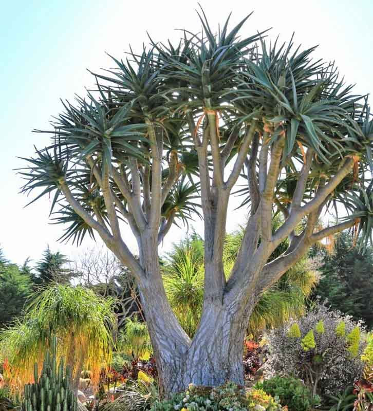 Aloe 'Hercules' (Tree Aloe)