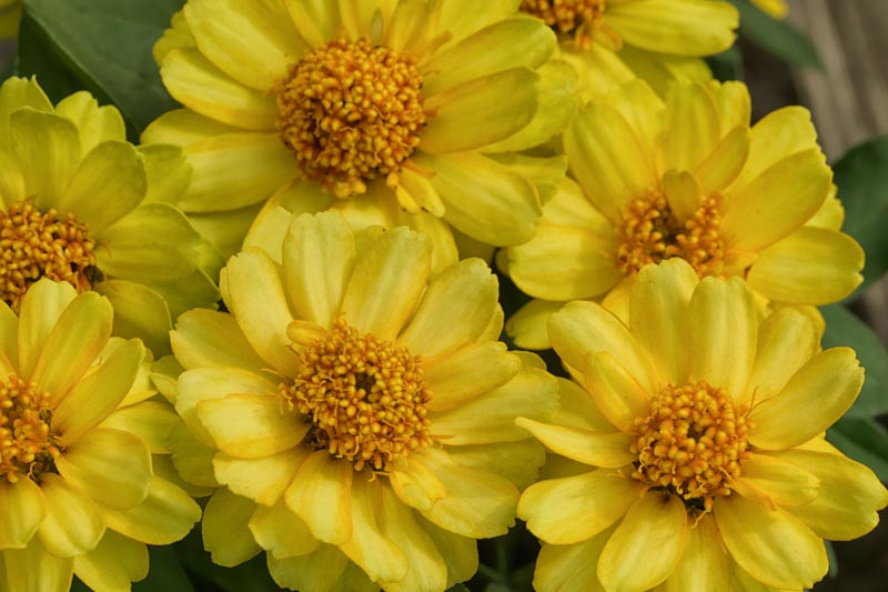 Zinnia 'Profusion Double Yellow'