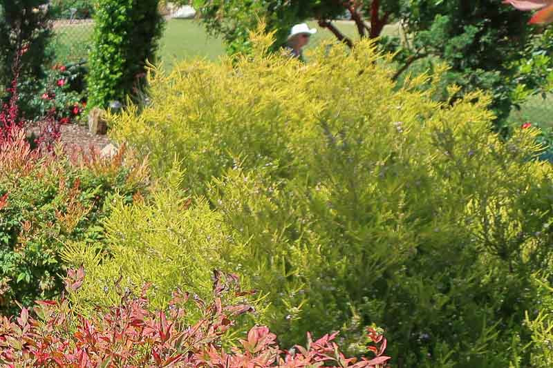 Coleonema 'Sunset Gold' (Breath of Heaven)