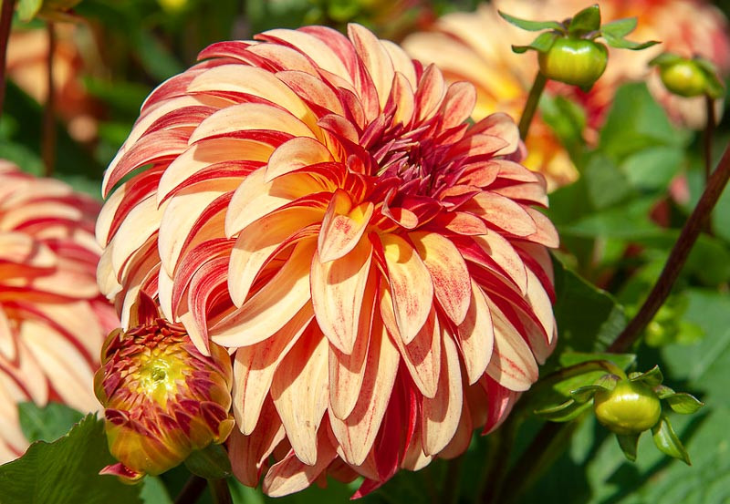 Dahlia 'Irish Pinwheel'