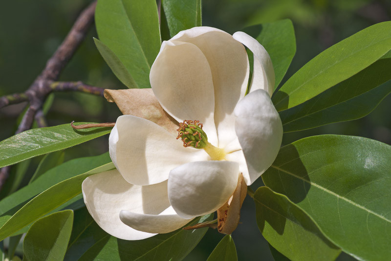 Magnolia virginiana (Sweet Bay Magnolia)