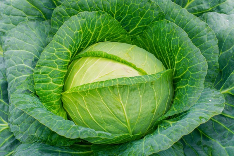 Brassica oleracea Capitata Group (Cabbage)