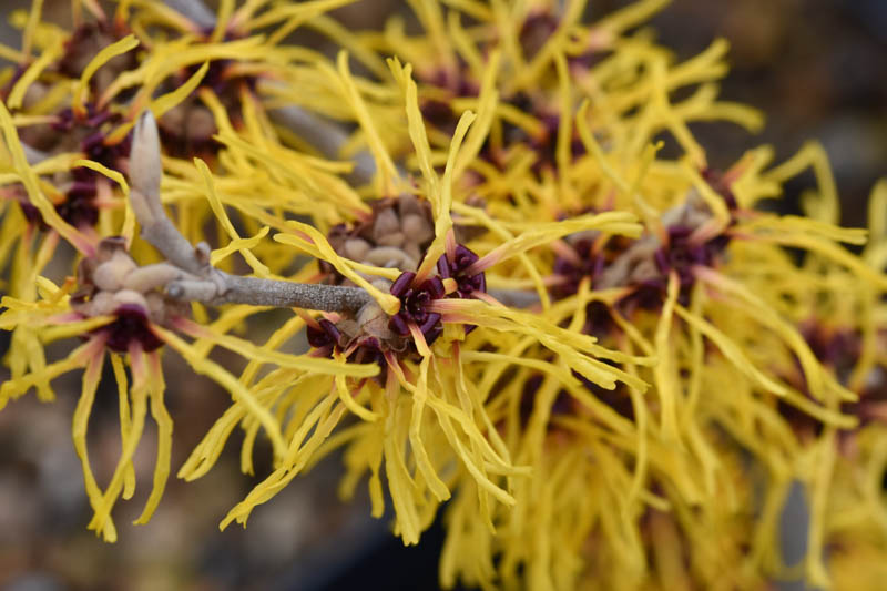 Hamamelis x intermedia 'Barmstedt Gold' (Witch Hazel)