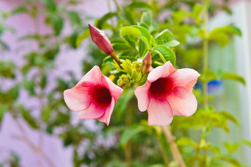 Mandevilla x amabilis 'Alice du Pont'