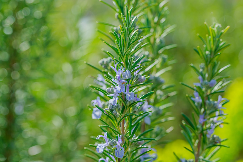 Rosmarinus officinalis 'Benenden Blue' (Rosemary)