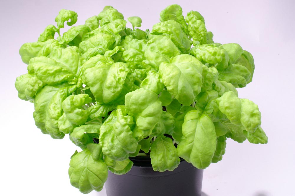 Ocimum basilicum lettuce leaf (Lettuce Leaf Basil)