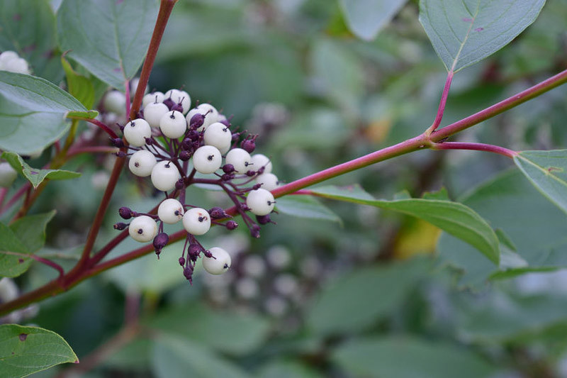 Cornus sericea (Red Osier Dogwood)