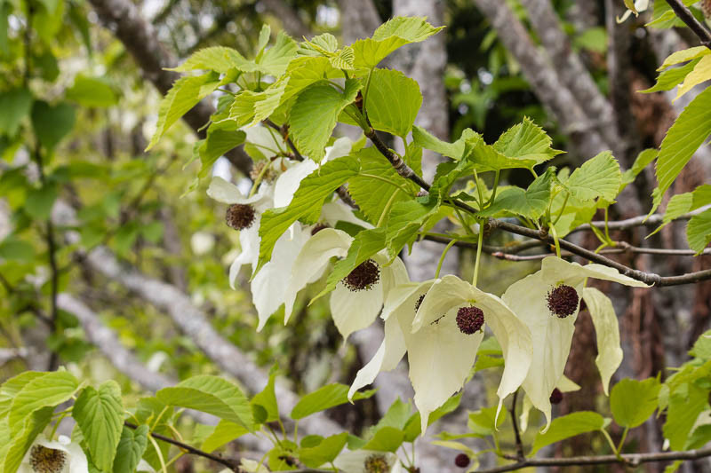 Davidia involucrata (Dove Tree)