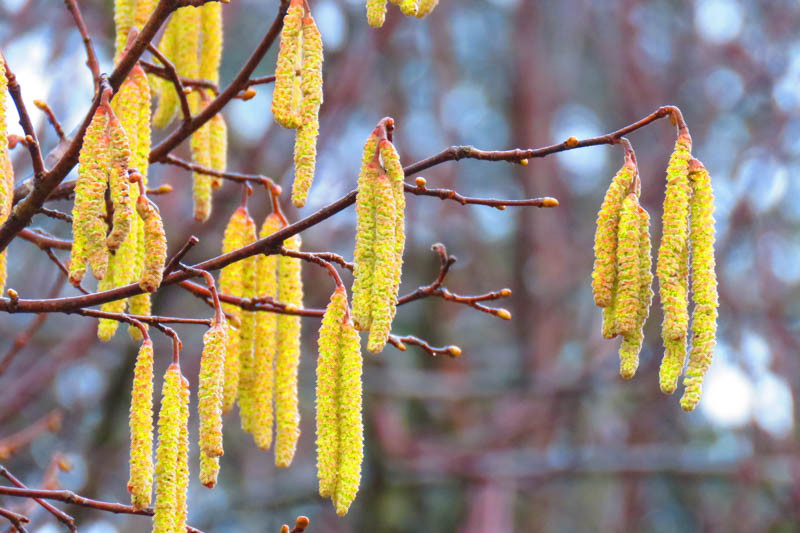 Corylus avellana (European Hazelnut)