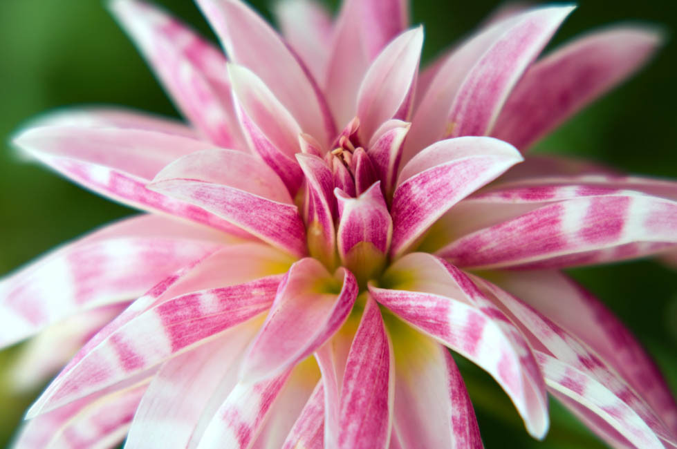 Dahlia ‘Pink Giraffe’