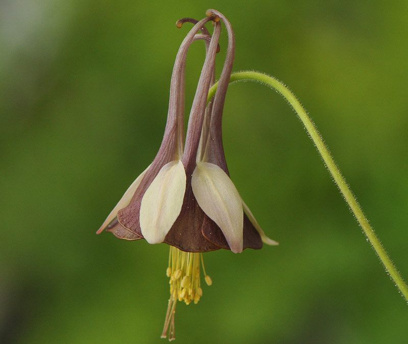 Aquilegia viridiflora 'Chocolate Soldier' (Green Columbine)