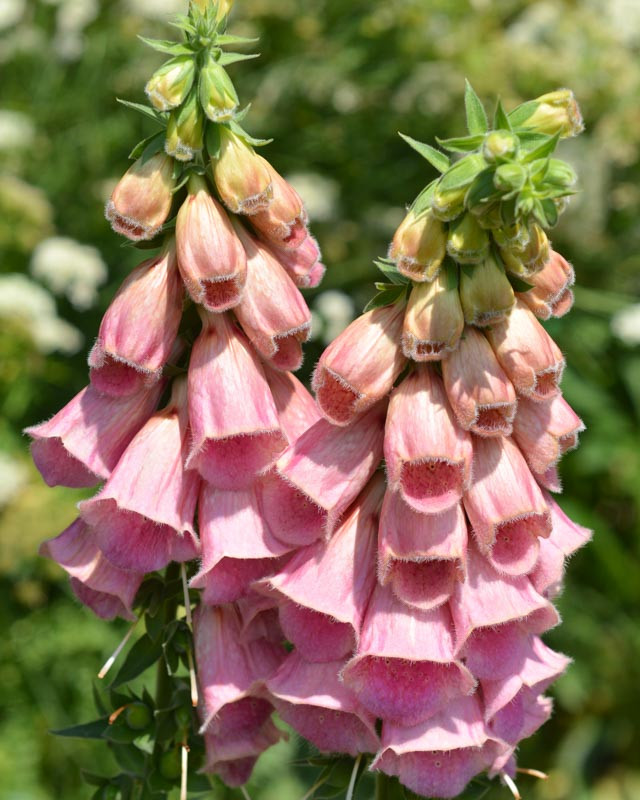 Digitalis x mertonensis 'Summer King' (Strawberry Foxglove)