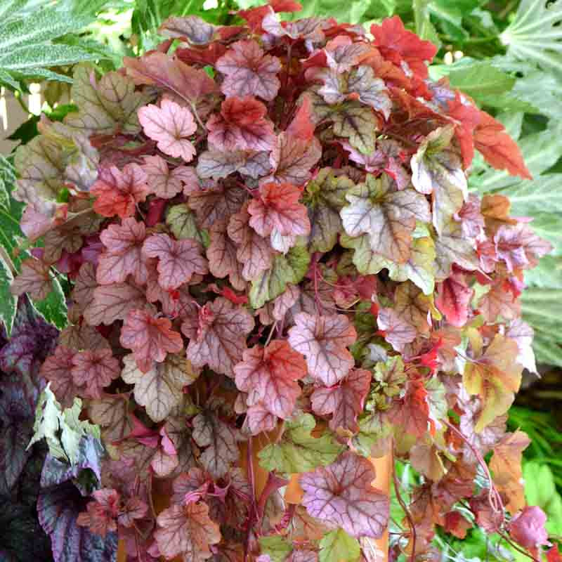 x Heucherella 'Copper Cascade' (Foamy Bells)