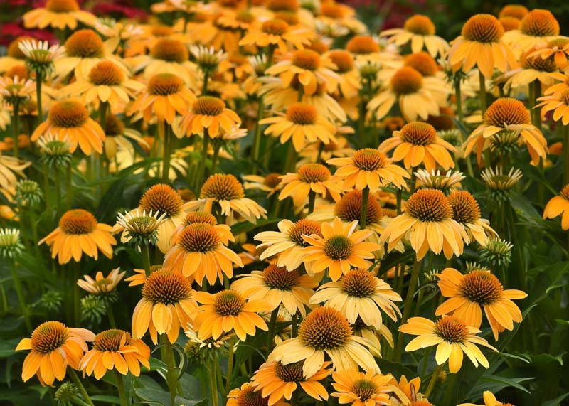 Echinacea Sombrero Granada Gold (Coneflower)