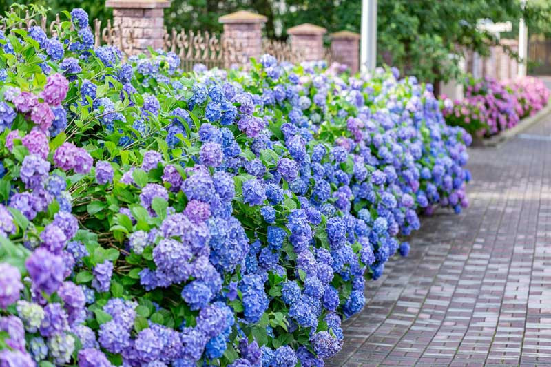 Image of Endless Summer Hydrangea 'All Summer Beauty' plant
