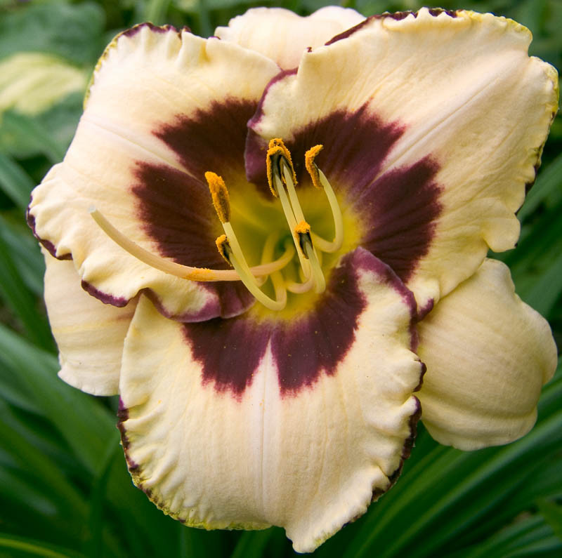 Hemerocallis ‘Canadian Border Patrol’ (Reblooming Daylily)