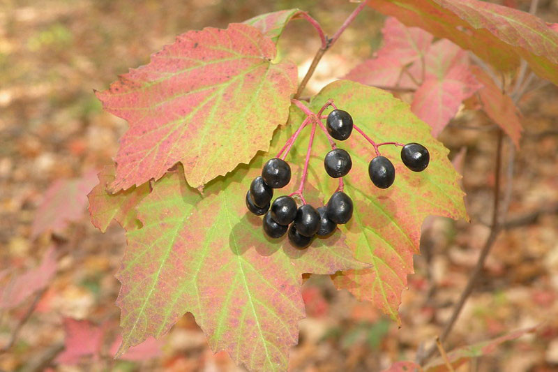 Viburnum acerifolium (Mapleleaf Viburnum)