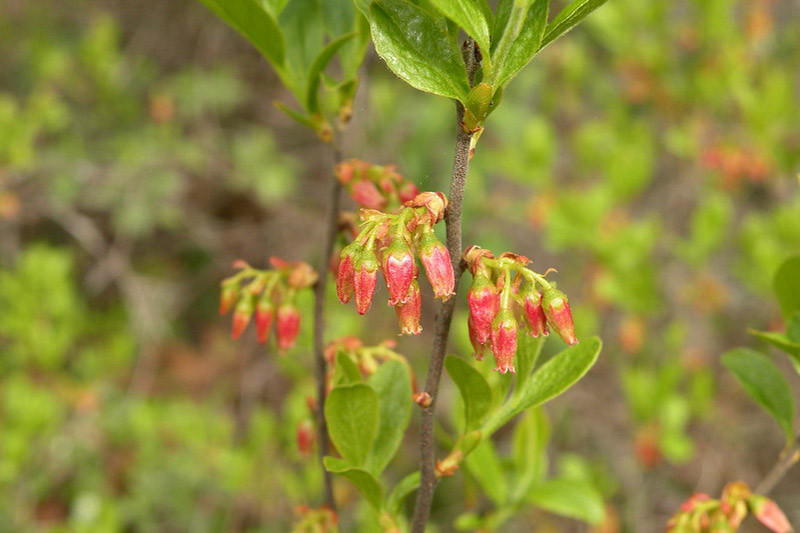 Image of Beetleweed companion plant for huckleberry