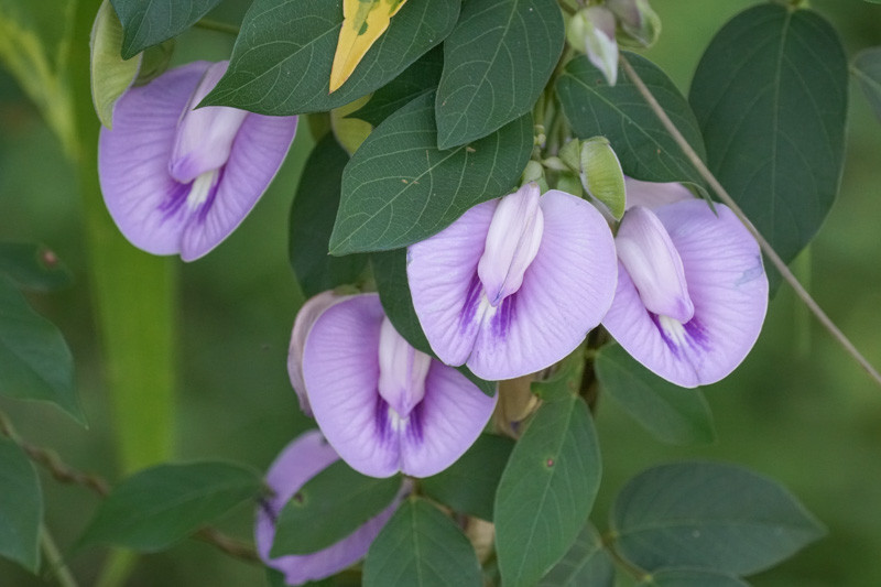 Centrosema virginianum (Spurred Butterfly Pea)