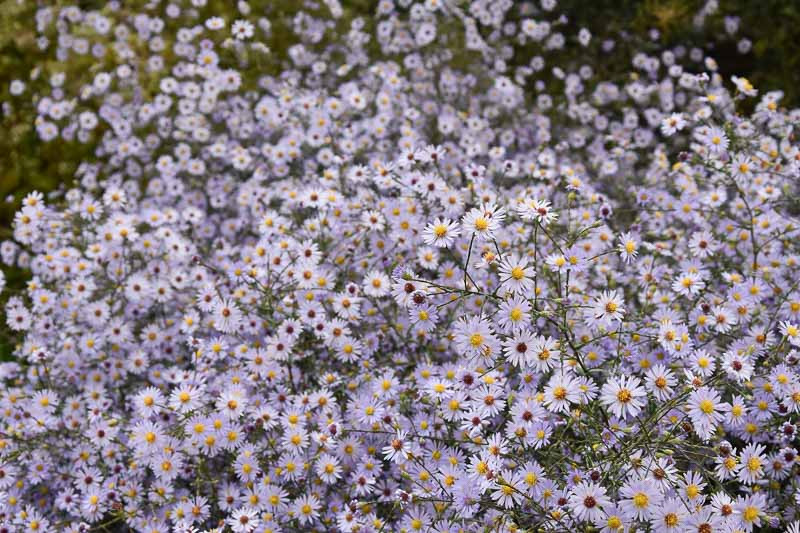 Symphyotrichum Turbinellum Smooth Violet Prairie Aster 