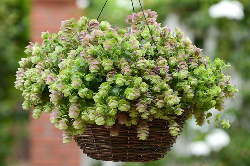 Origanum 'Kirigami' (Ornamental Oregano)
