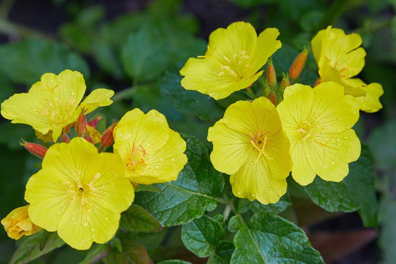 Oenothera biennis Evening Primrose)