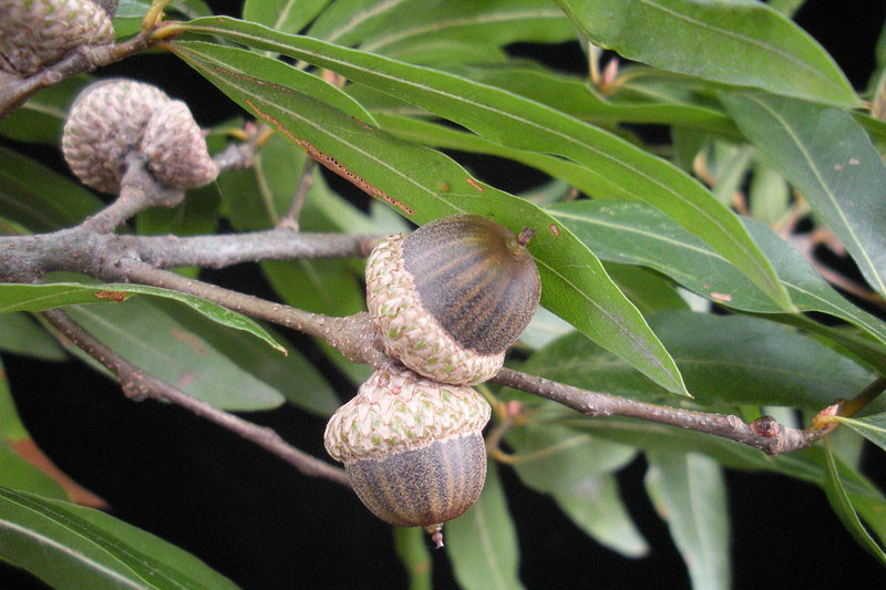 Quercus phellos (Willow Oak)