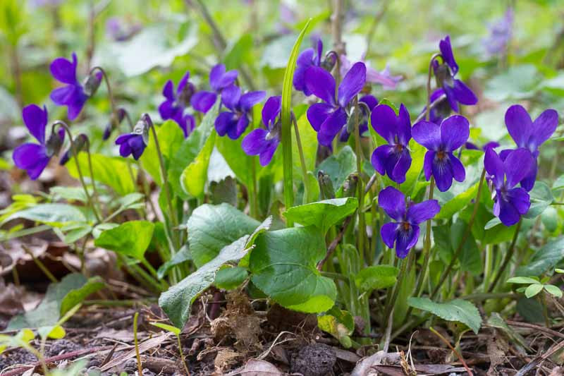 Viola odorata (Sweet Violet)